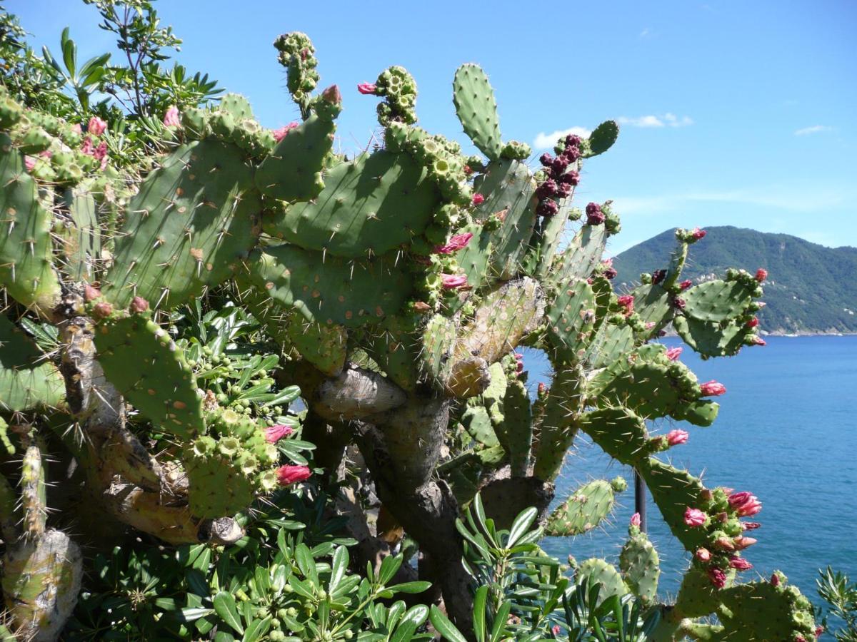 Villa Cielomare Camogli Kültér fotó